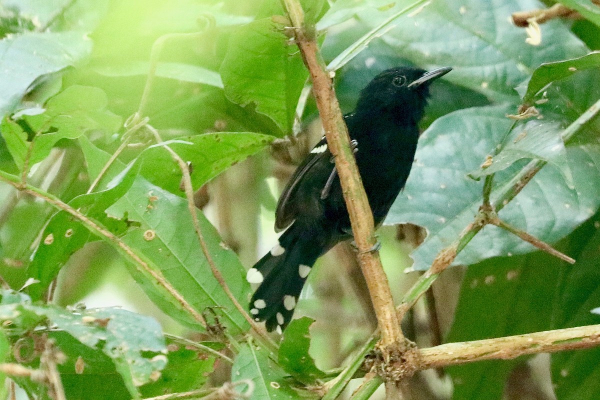 Dot-winged Antwren - ML137296931