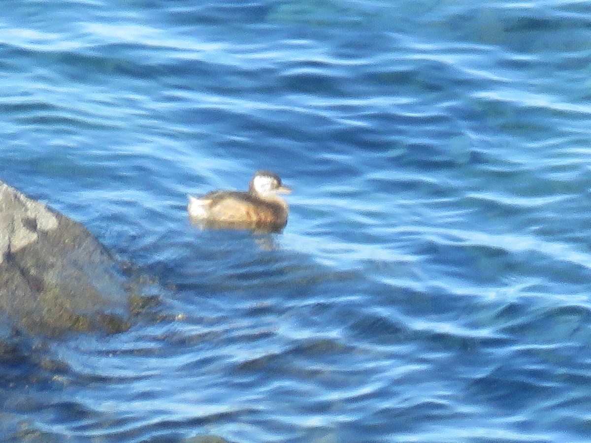 White-tufted Grebe - ML137298061