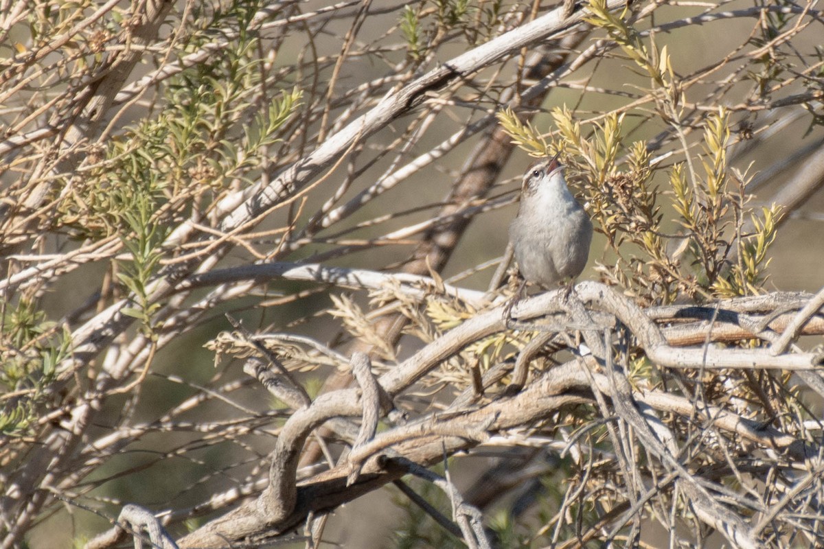 Bewick's Wren - ML137298111