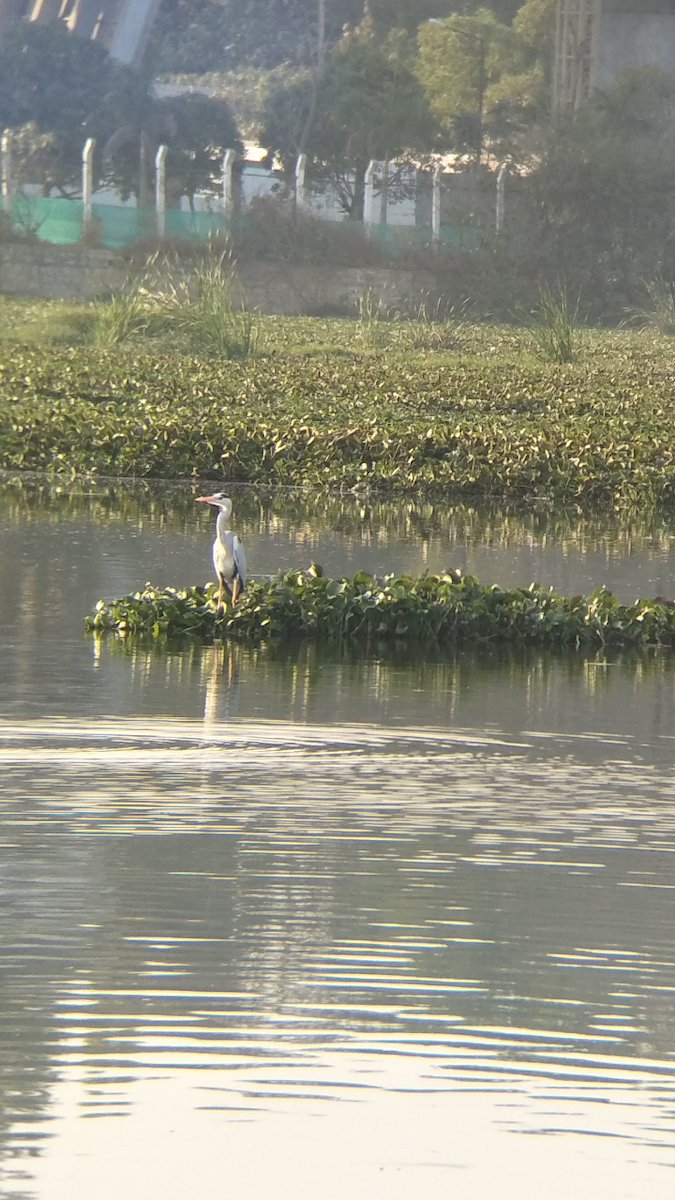 Gray Heron - ML137298851