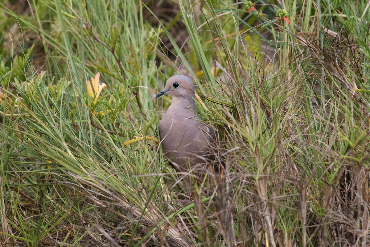 Mourning Dove - Casey Weissburg