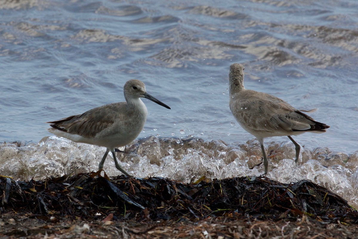 Willet - Casey Weissburg