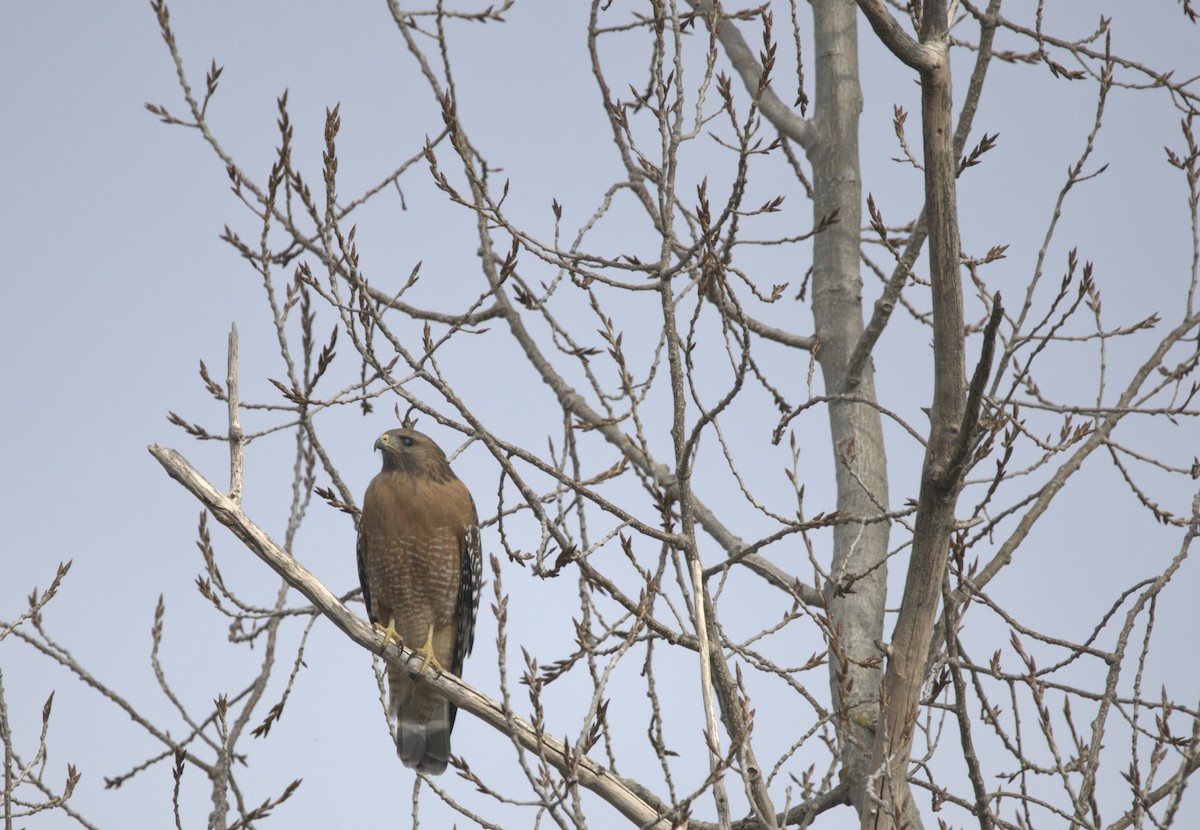 Red-shouldered Hawk - ML137299291