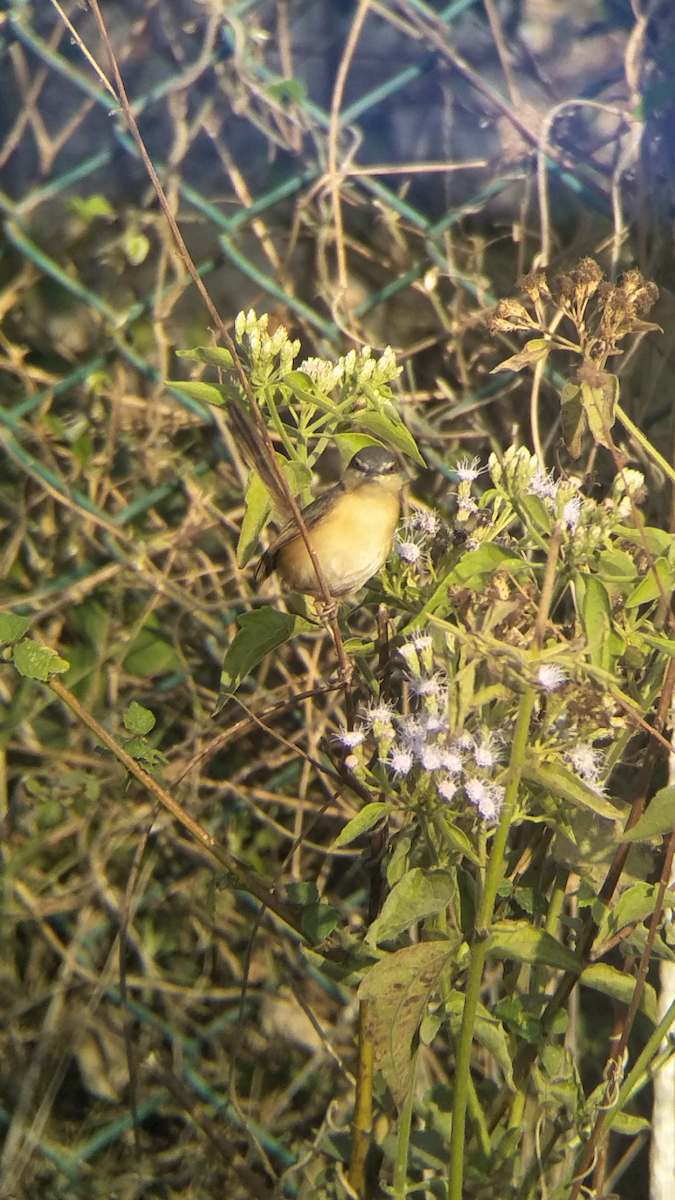 Ashy Prinia - ML137299471