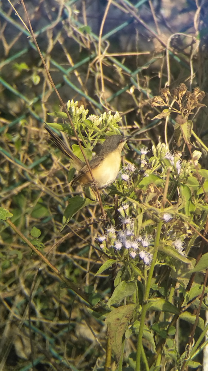 Ashy Prinia - ML137299481