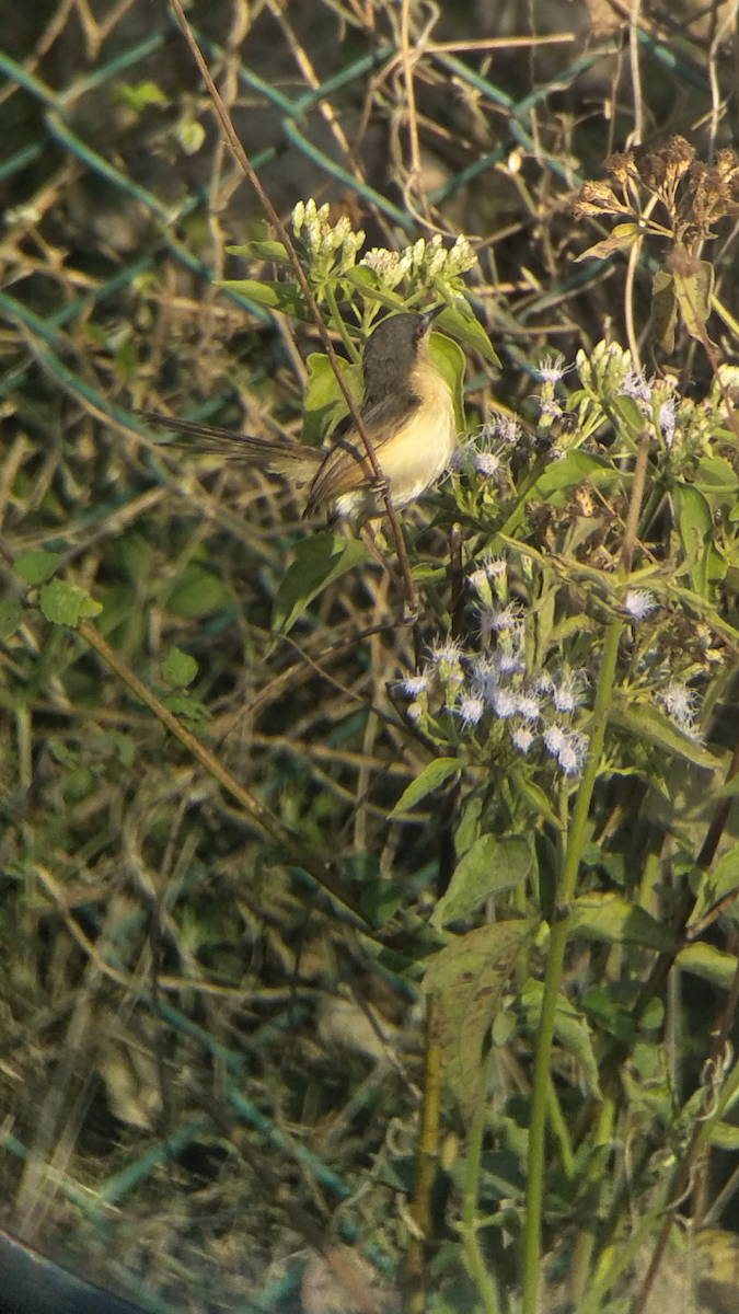 Ashy Prinia - ML137299501