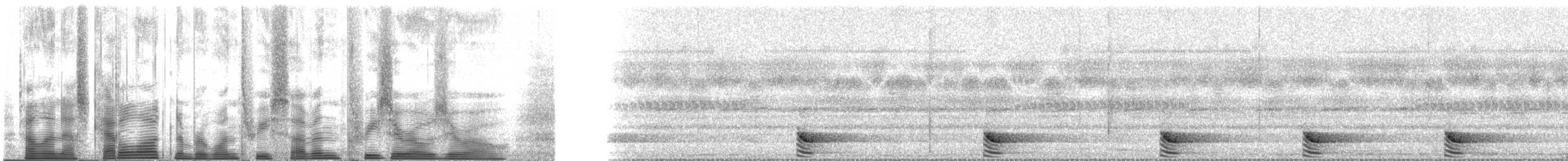 フランケオナシケンショウコウモリ - ML137300