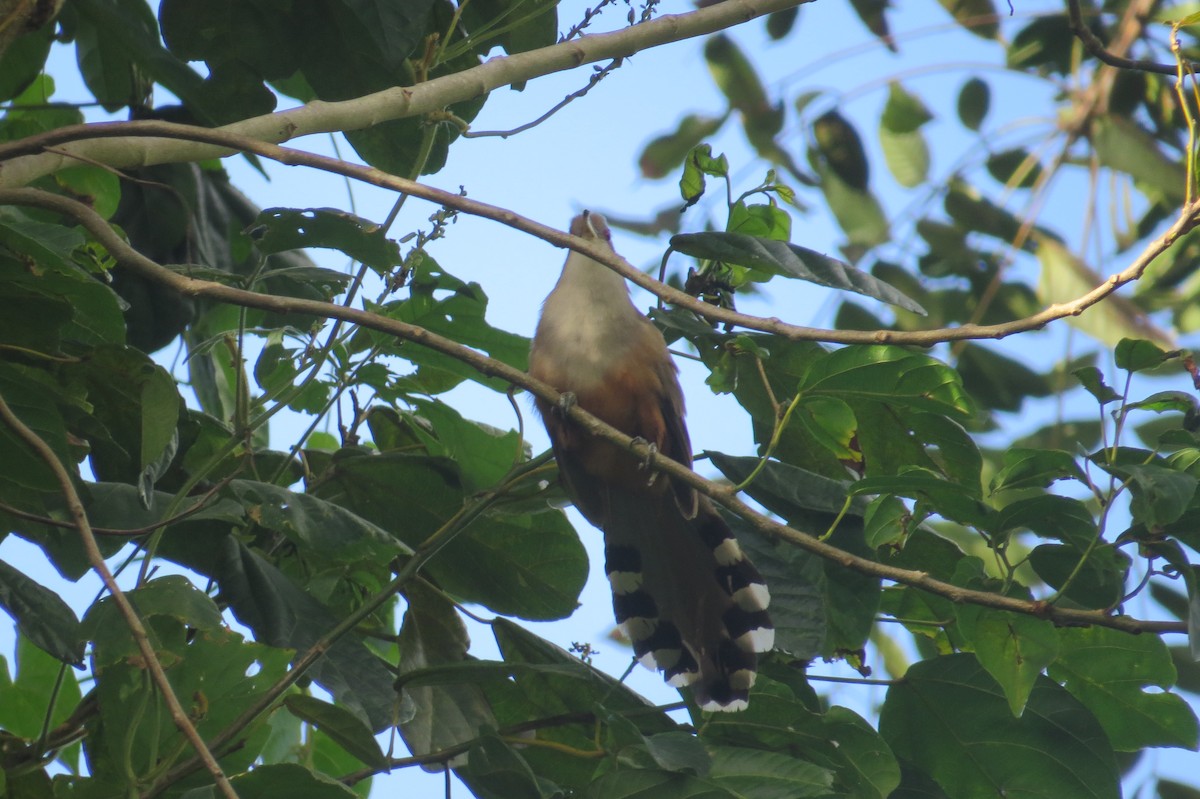 Puerto Rican Lizard-Cuckoo - ML137300861