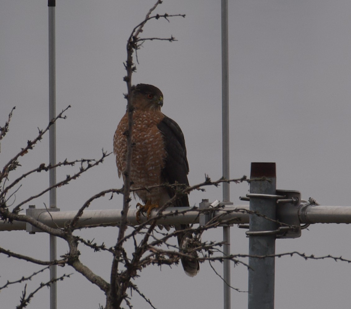 Cooper's Hawk - ML137304701