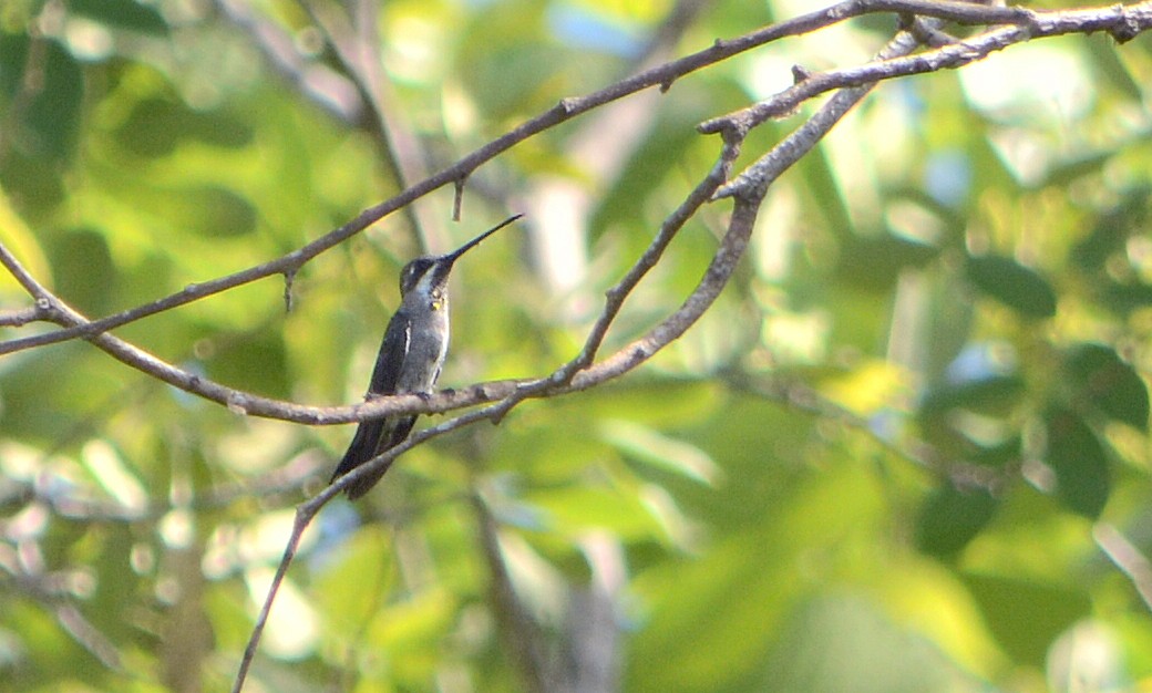 Plain-capped Starthroat - ML137308091