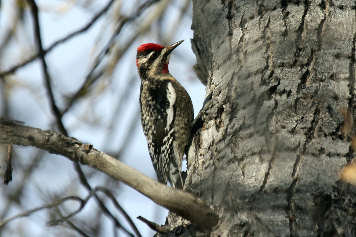 Yellow-bellied x Red-naped Sapsucker (hybrid) - Kenny Frisch