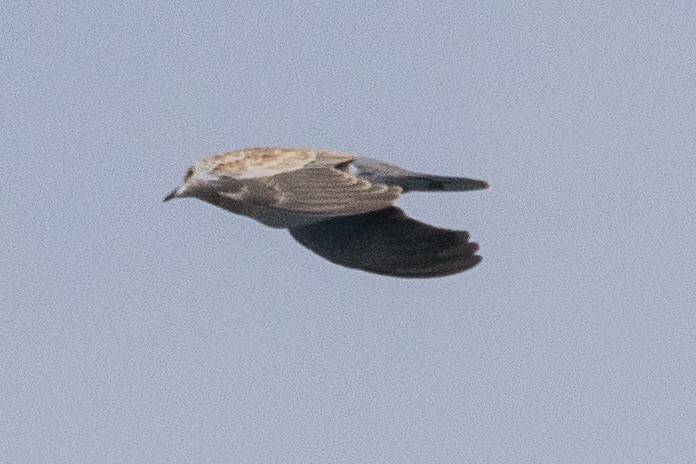 European Turtle-Dove - ML137314031