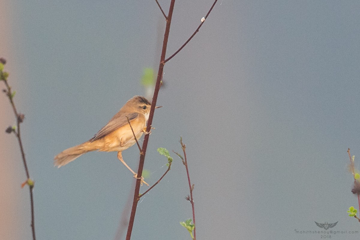 Paddyfield Warbler - Mohith Shenoy