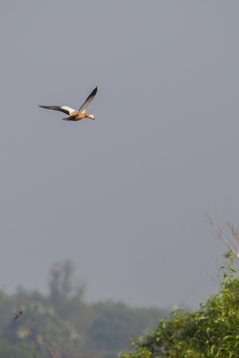 Ruddy Shelduck - ML137315411