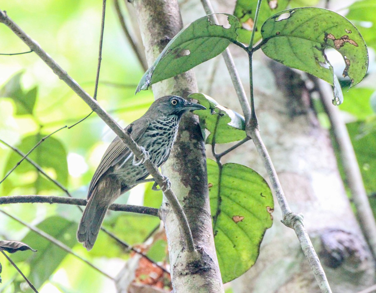 Chestnut-rumped Babbler - Thomas Job