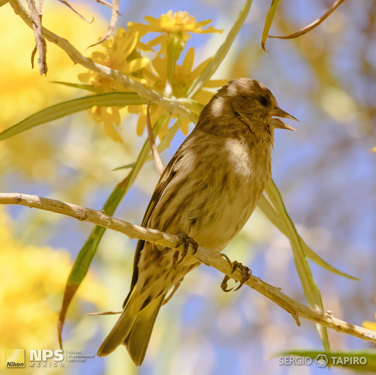 Pine Siskin - ML137317971