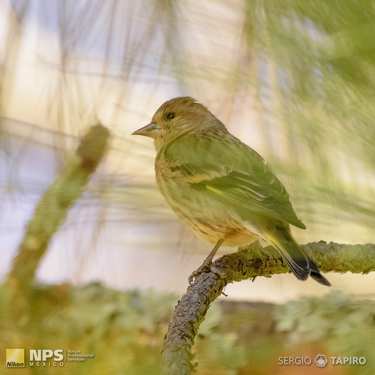 Pine Siskin - ML137317981
