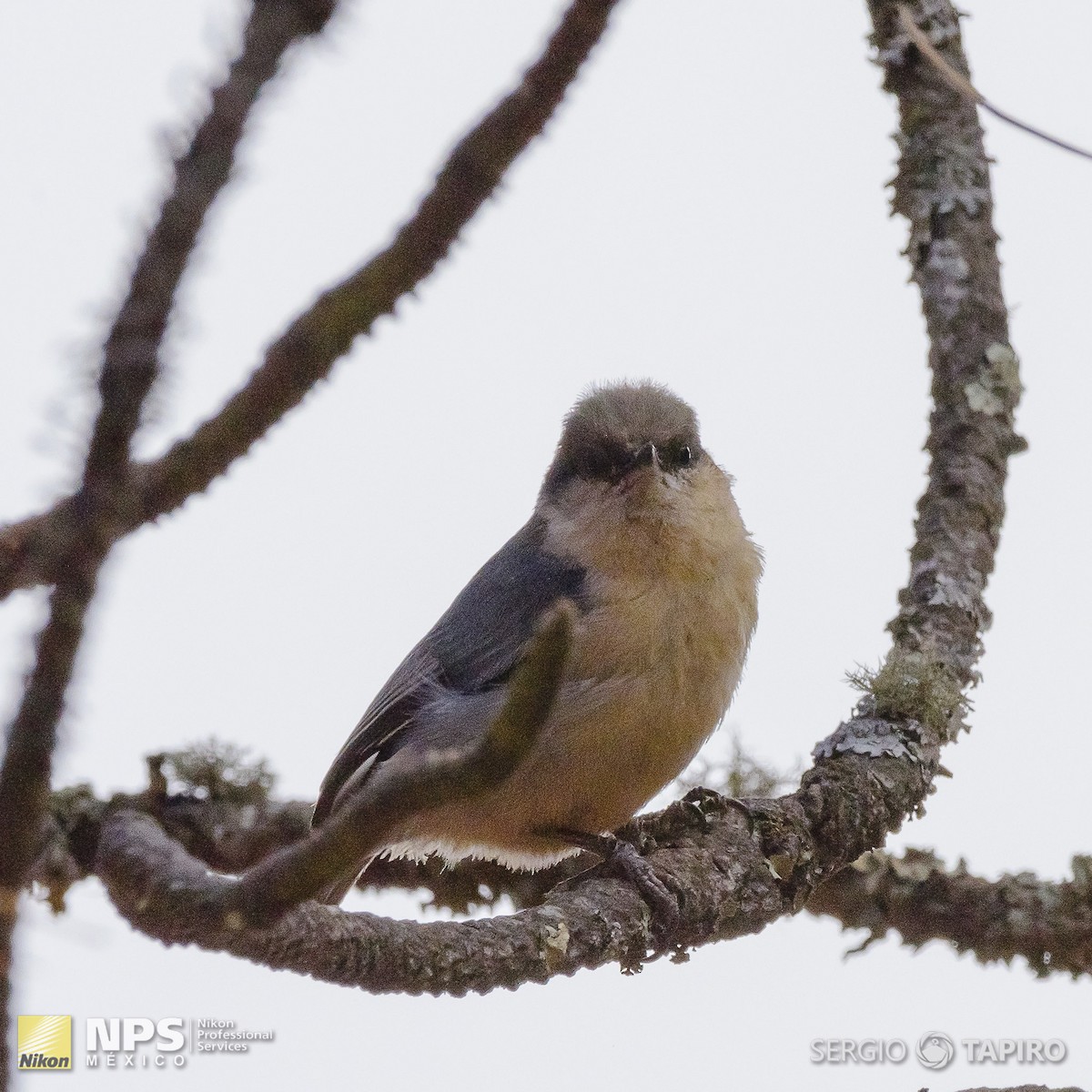 Pygmy Nuthatch - ML137318171