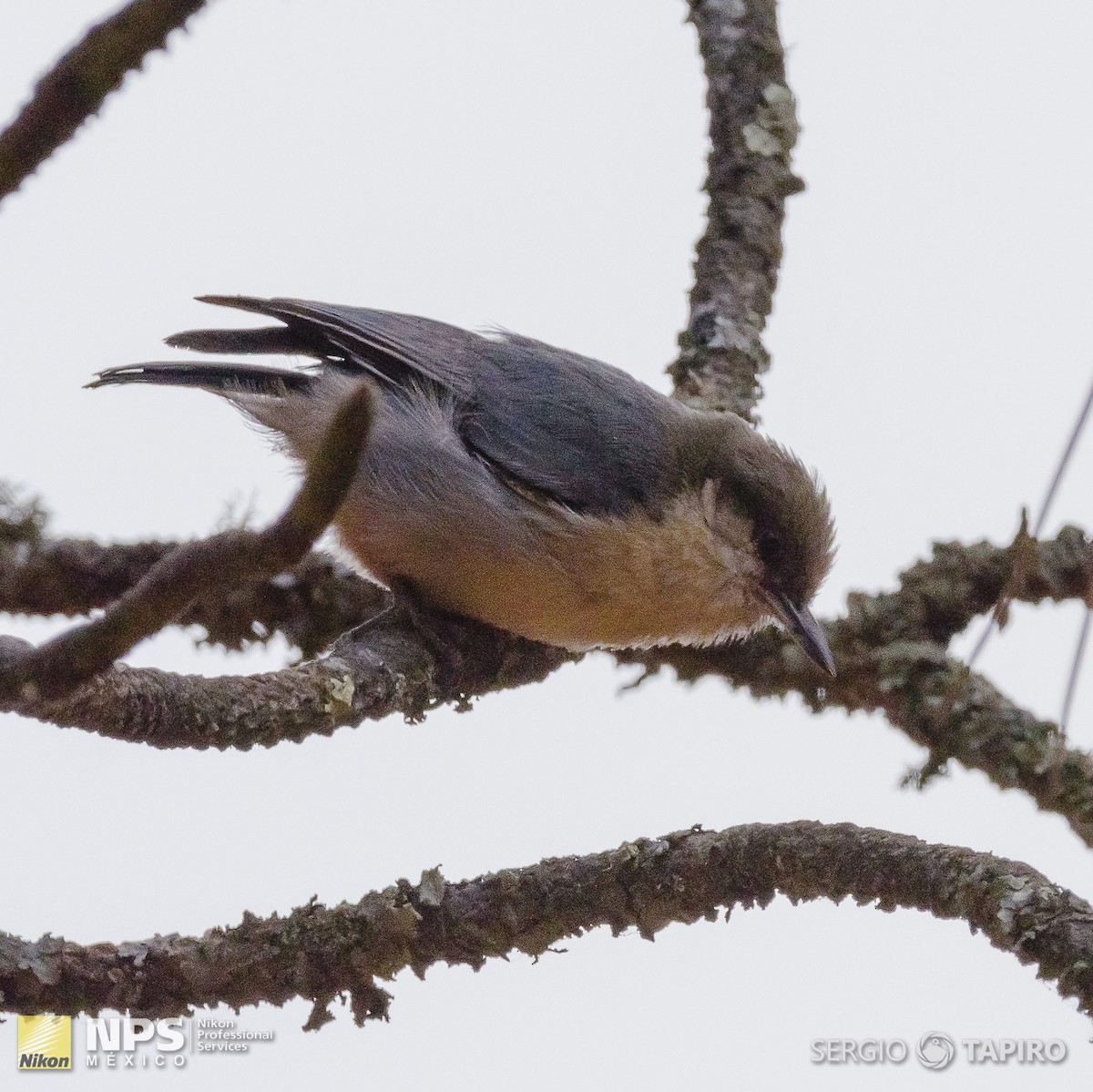 Pygmy Nuthatch - ML137318181
