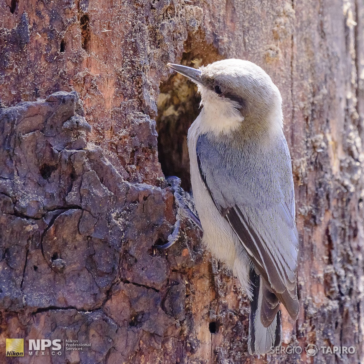 Pygmy Nuthatch - ML137318191