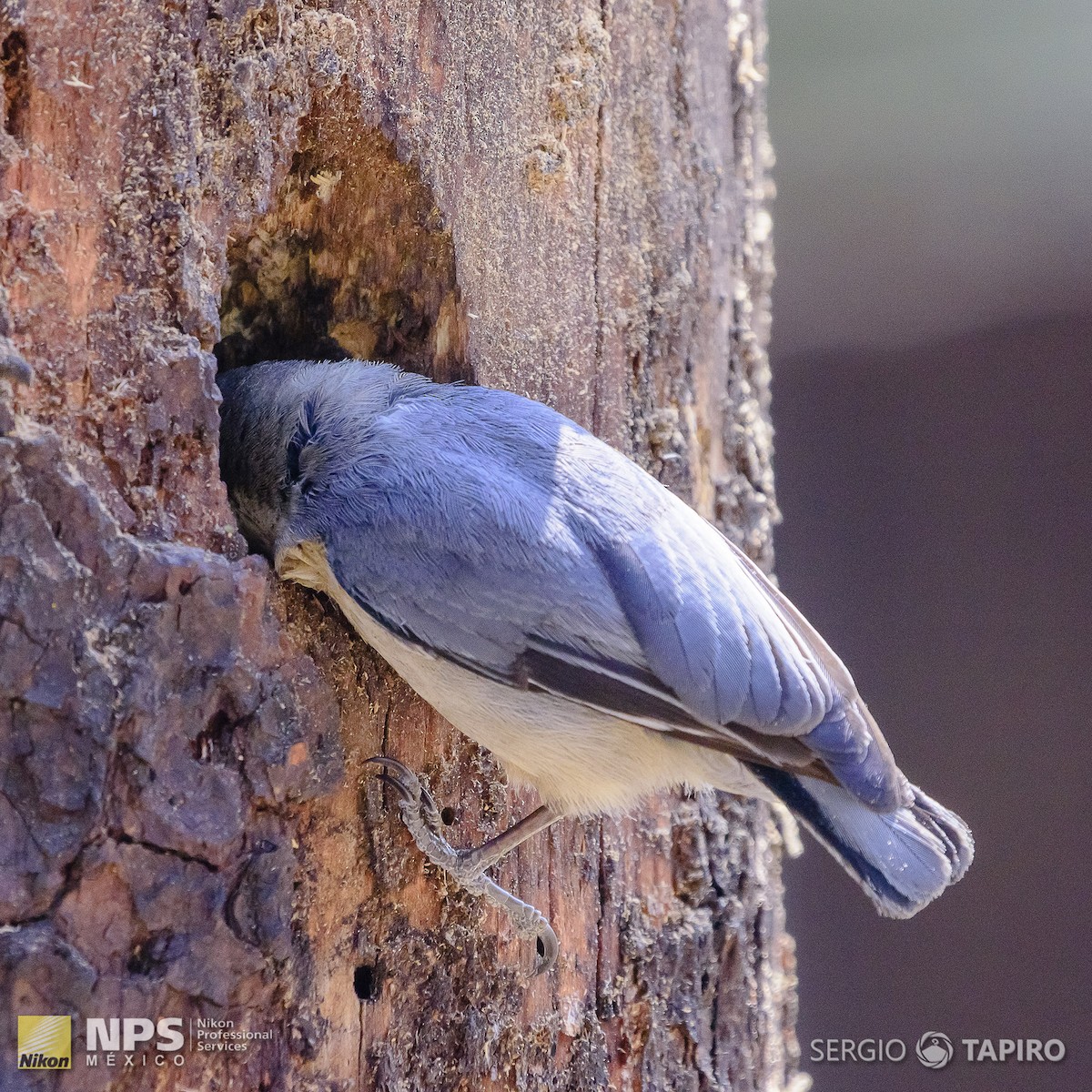 Pygmy Nuthatch - ML137318201