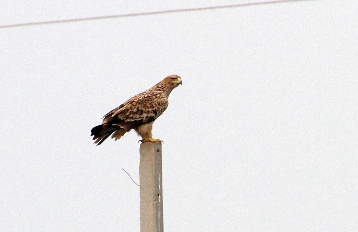 Aigle impérial - ML137318501