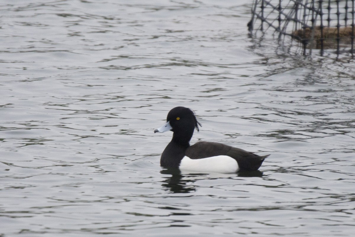 Tufted Duck - Oscar Thomas