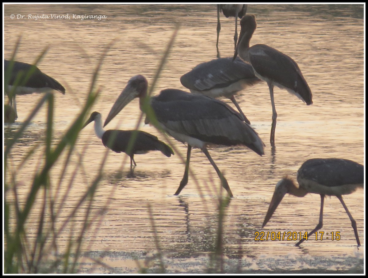 Lesser Adjutant - Rujuta Vinod