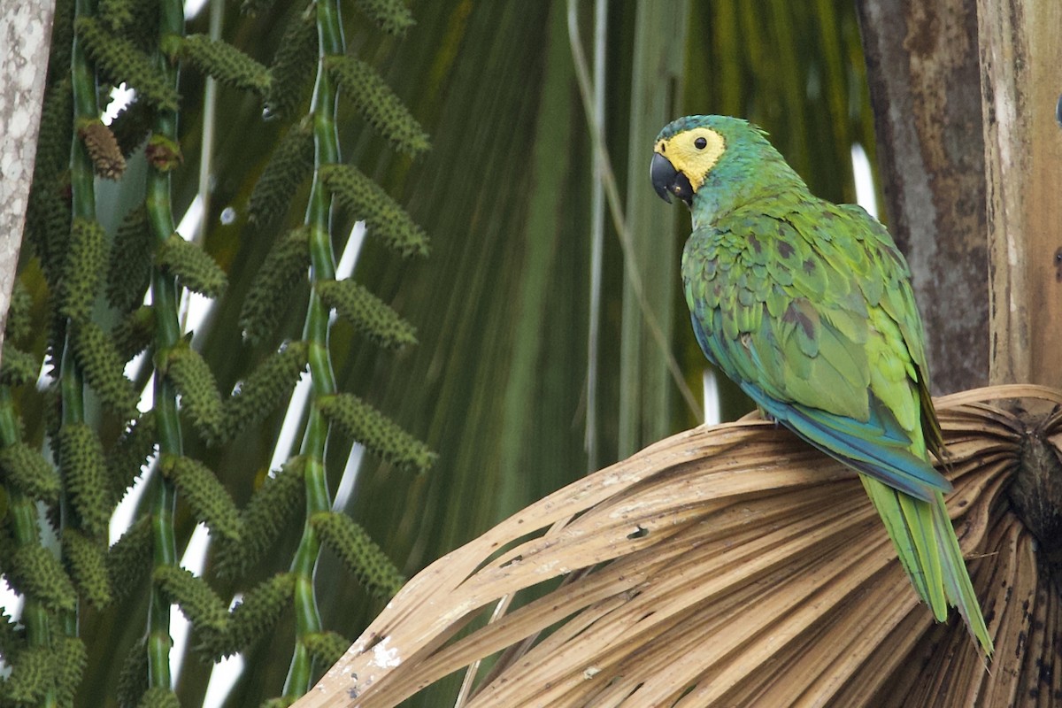 Red-bellied Macaw - Luiz Matos