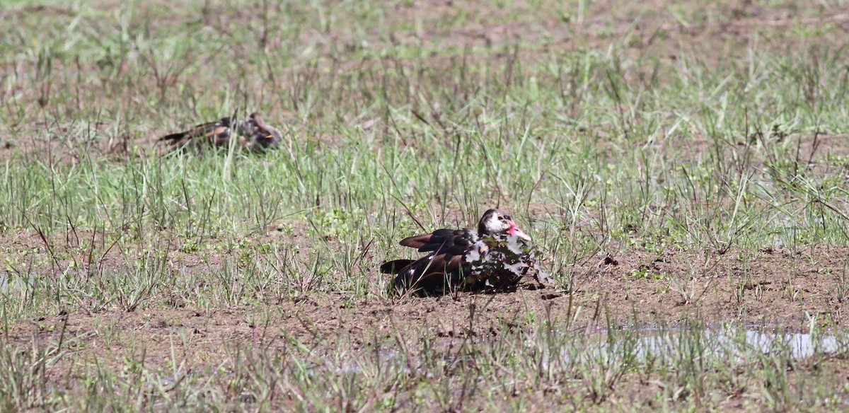 Spur-winged Goose - ML137323211