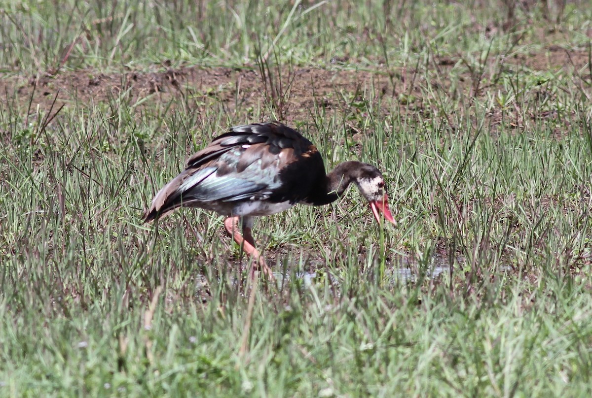 Spur-winged Goose - ML137323221