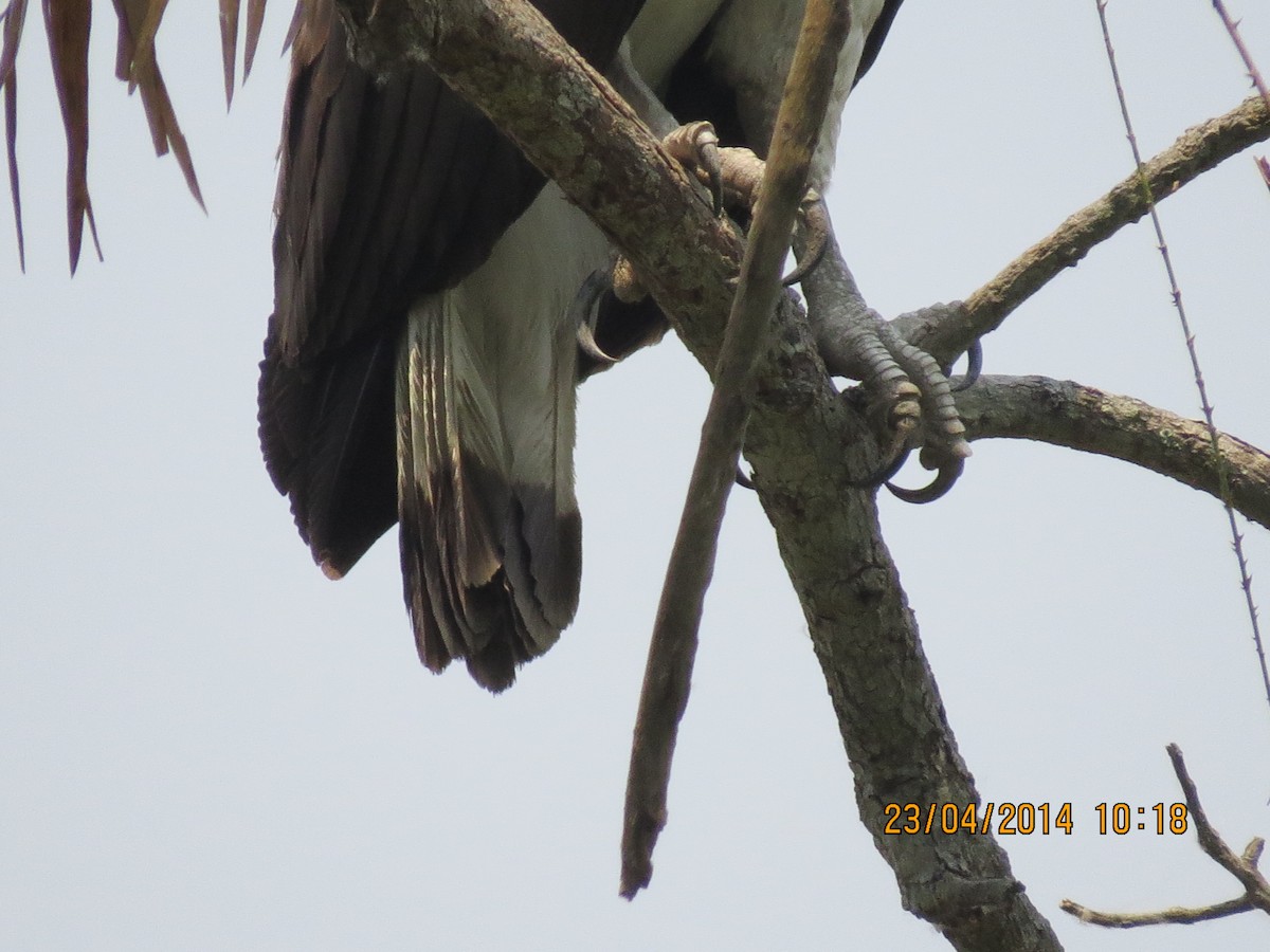 Gray-headed Fish-Eagle - Rujuta Vinod