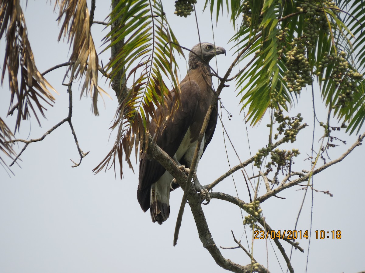 Gray-headed Fish-Eagle - ML137323781