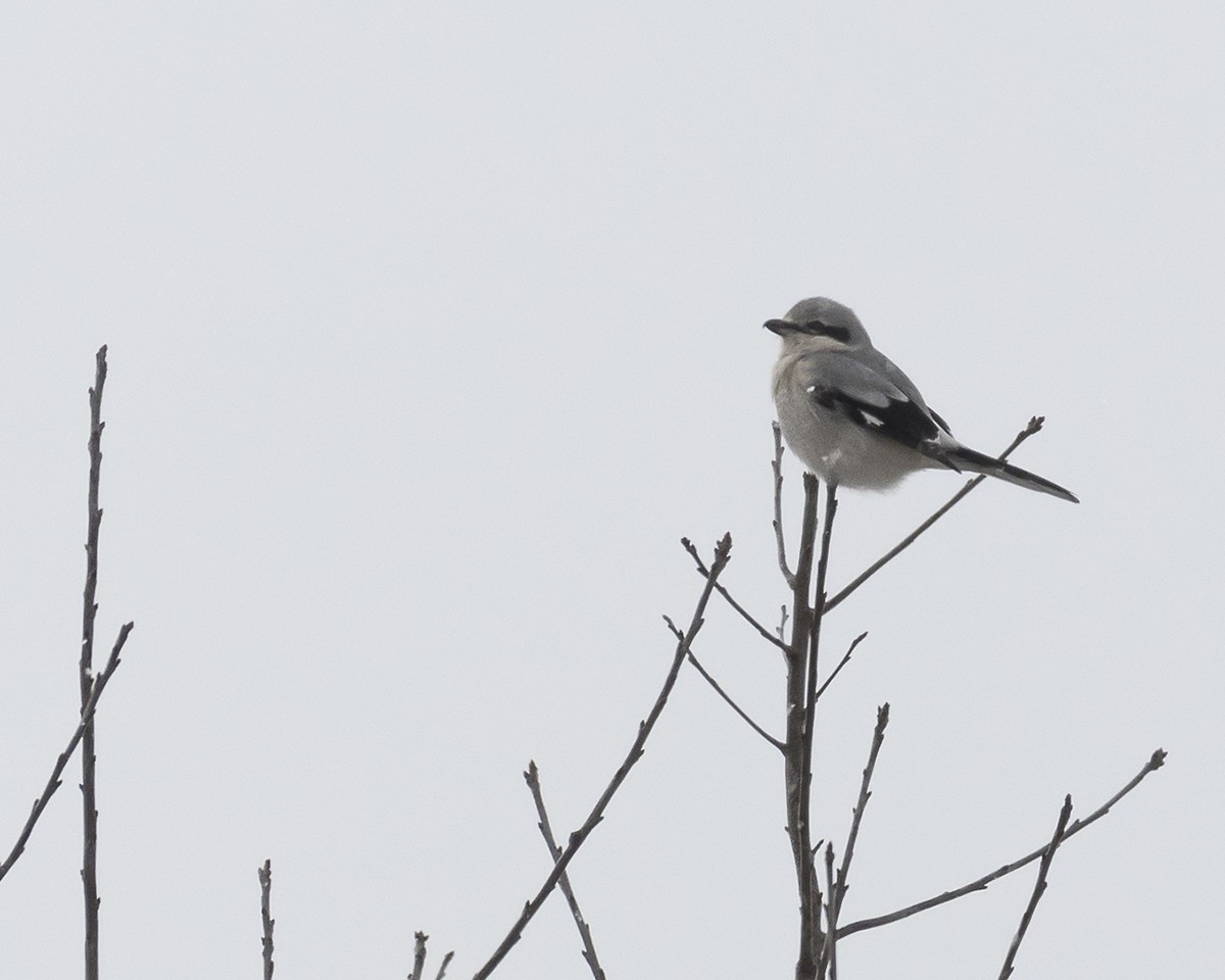 Northern Shrike - ML137323941