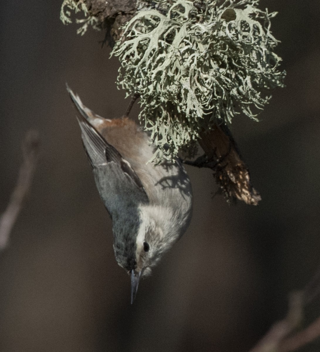 White-breasted Nuthatch (Pacific) - Cliff Peterson