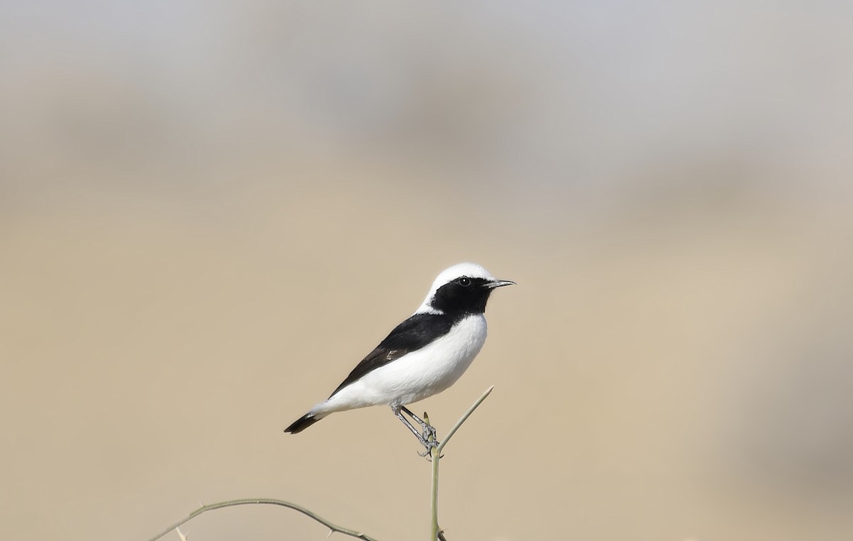 Finsch's Wheatear - Sudhir Garg
