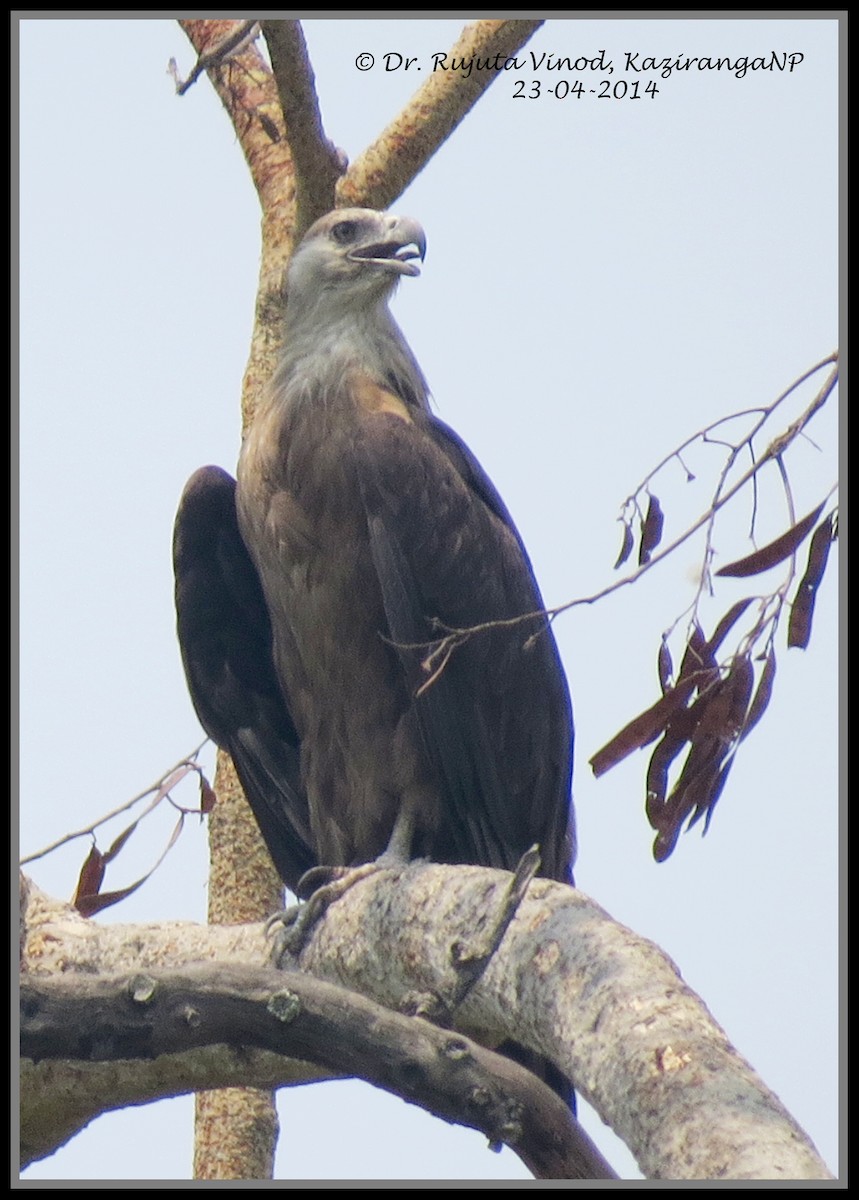 Gray-headed Fish-Eagle - Rujuta Vinod
