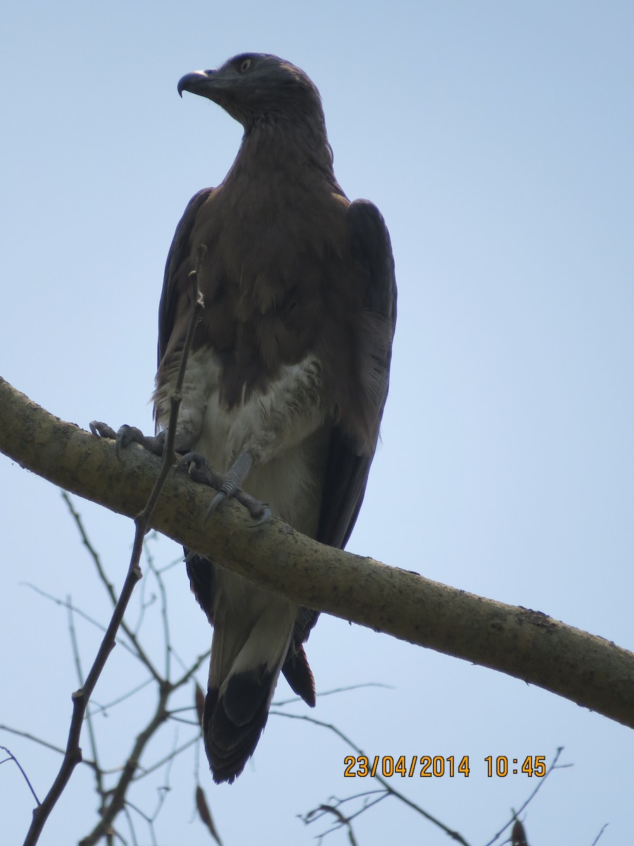 Gray-headed Fish-Eagle - ML137325301