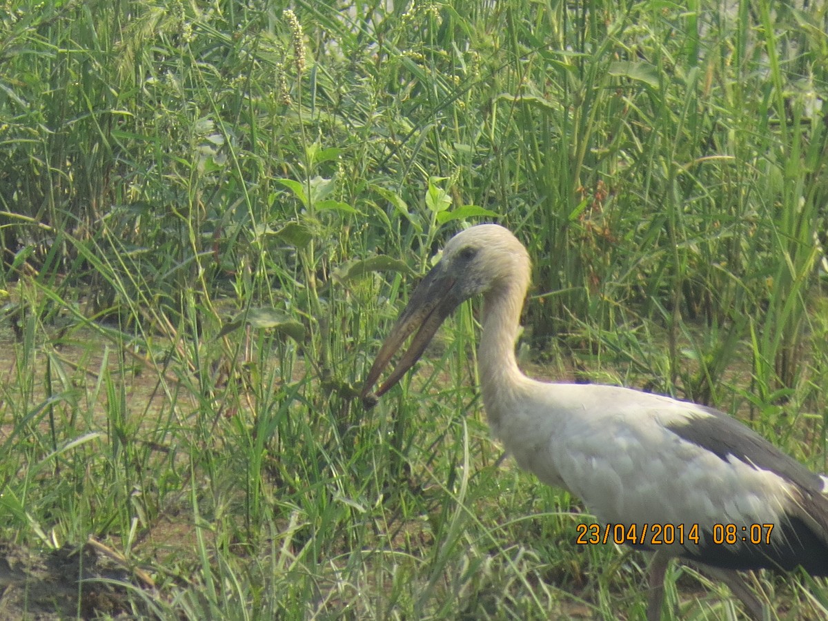 Asian Openbill - ML137325491