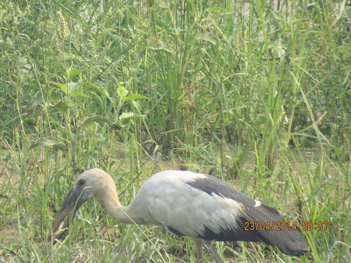 Asian Openbill - ML137325501