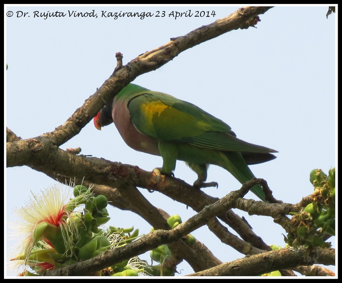 Red-breasted Parakeet - Rujuta Vinod