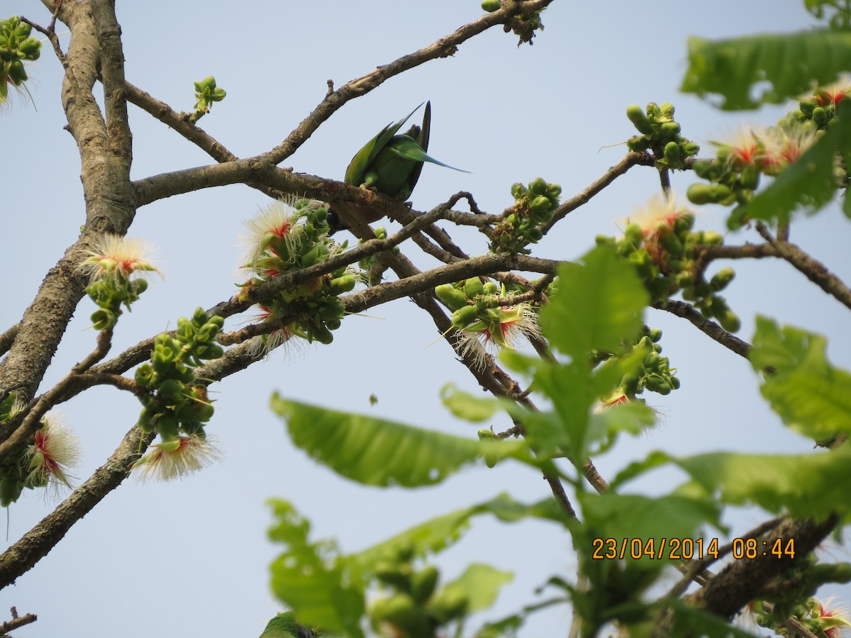 Red-breasted Parakeet - Rujuta Vinod