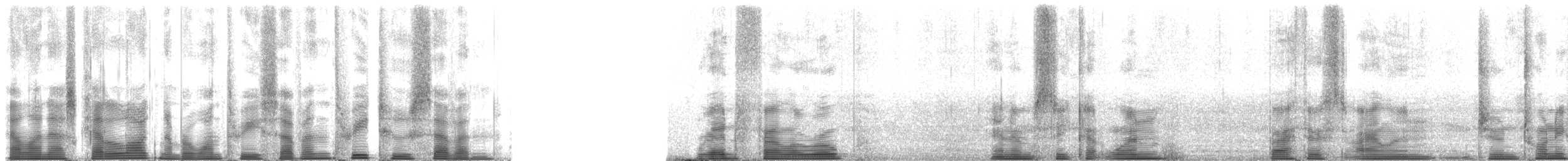 lyskonoh ploskozobý - ML137327