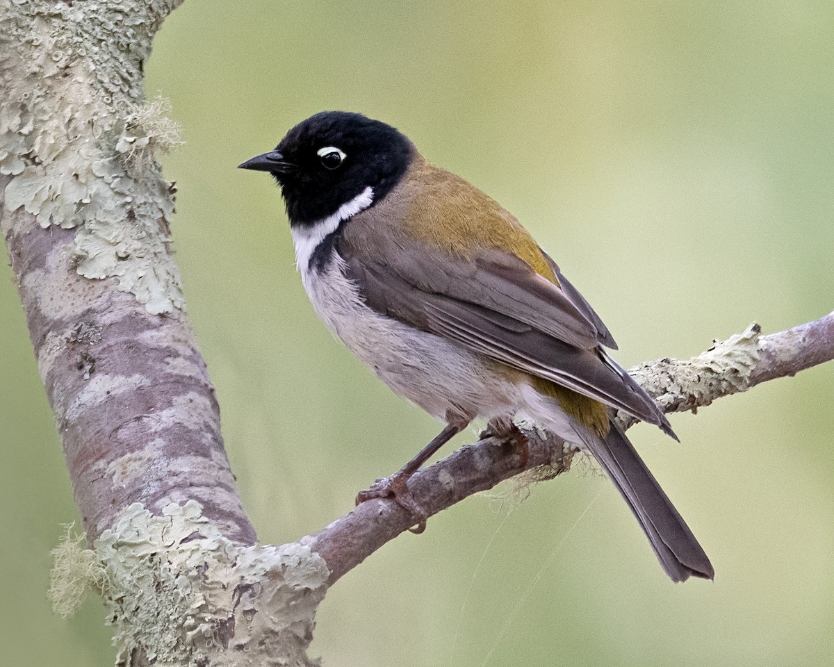 Black-headed Honeyeater - ML137327091