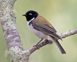 Black-headed Honeyeater