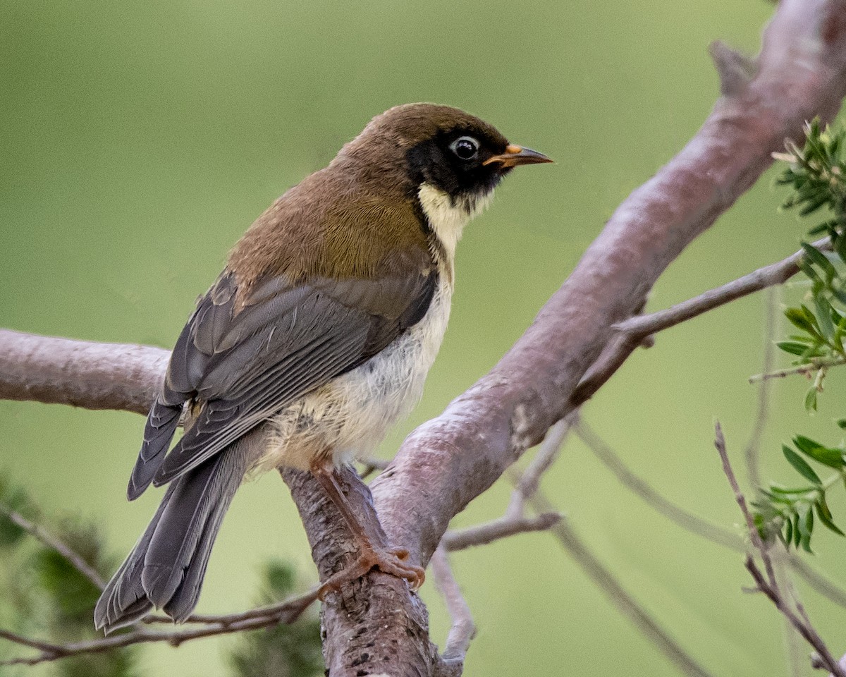 Black-headed Honeyeater - ML137327111