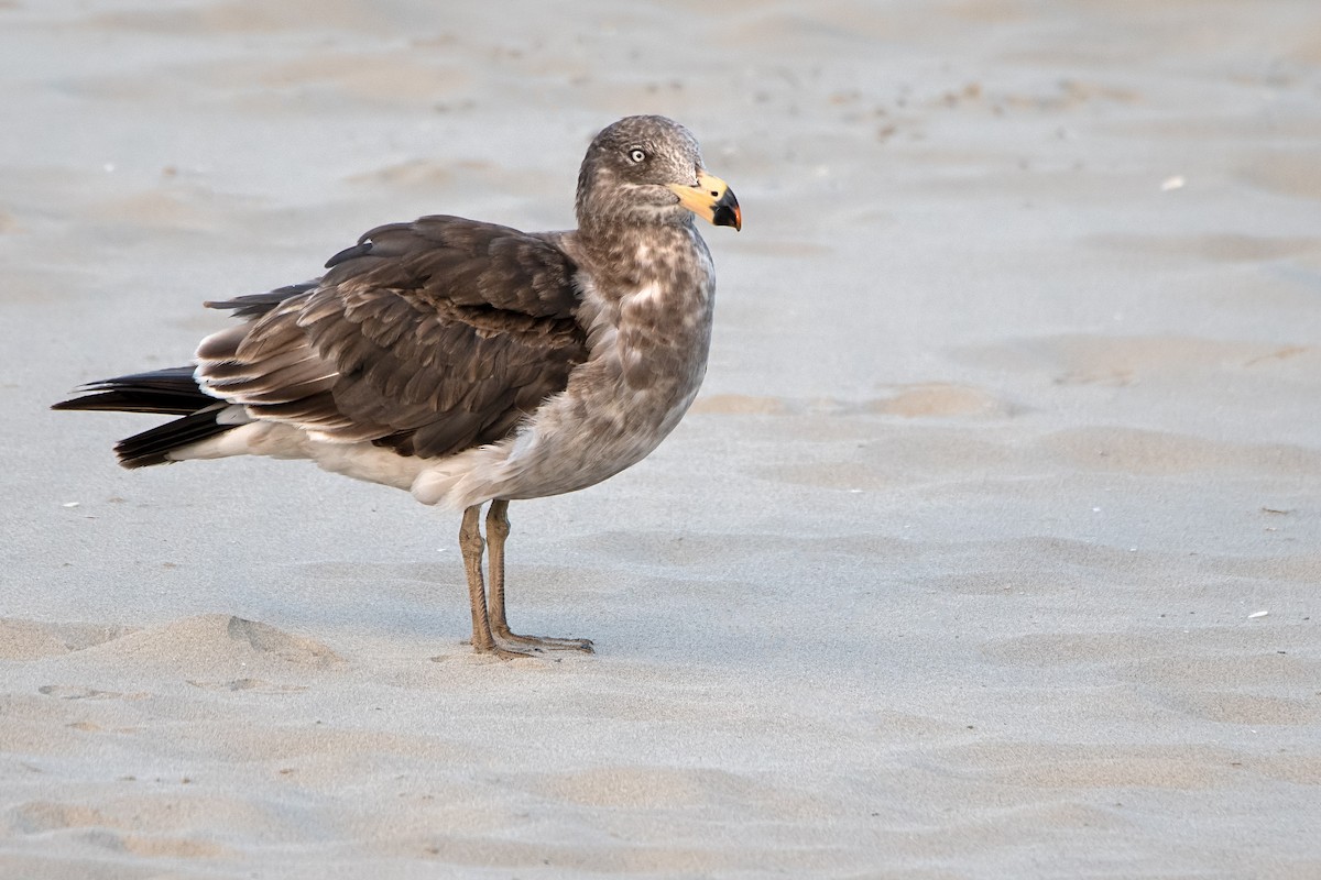 Pacific Gull - ML137327401