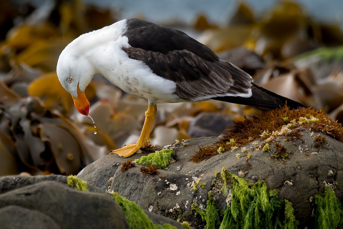 Pacific Gull - ML137327491