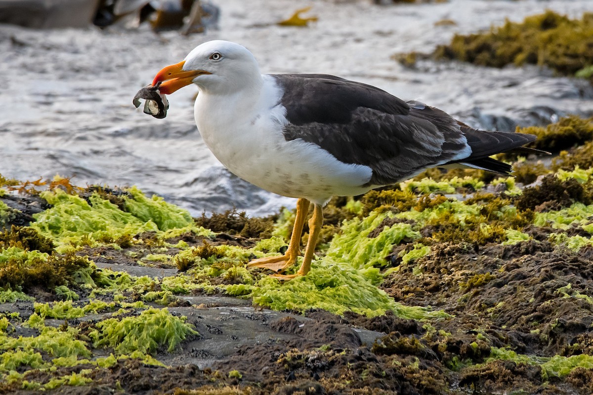 Pacific Gull - ML137327711