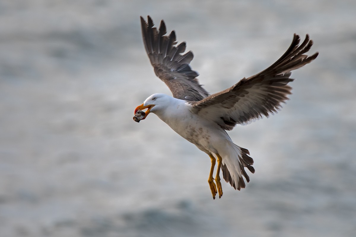 Pacific Gull - ML137327821